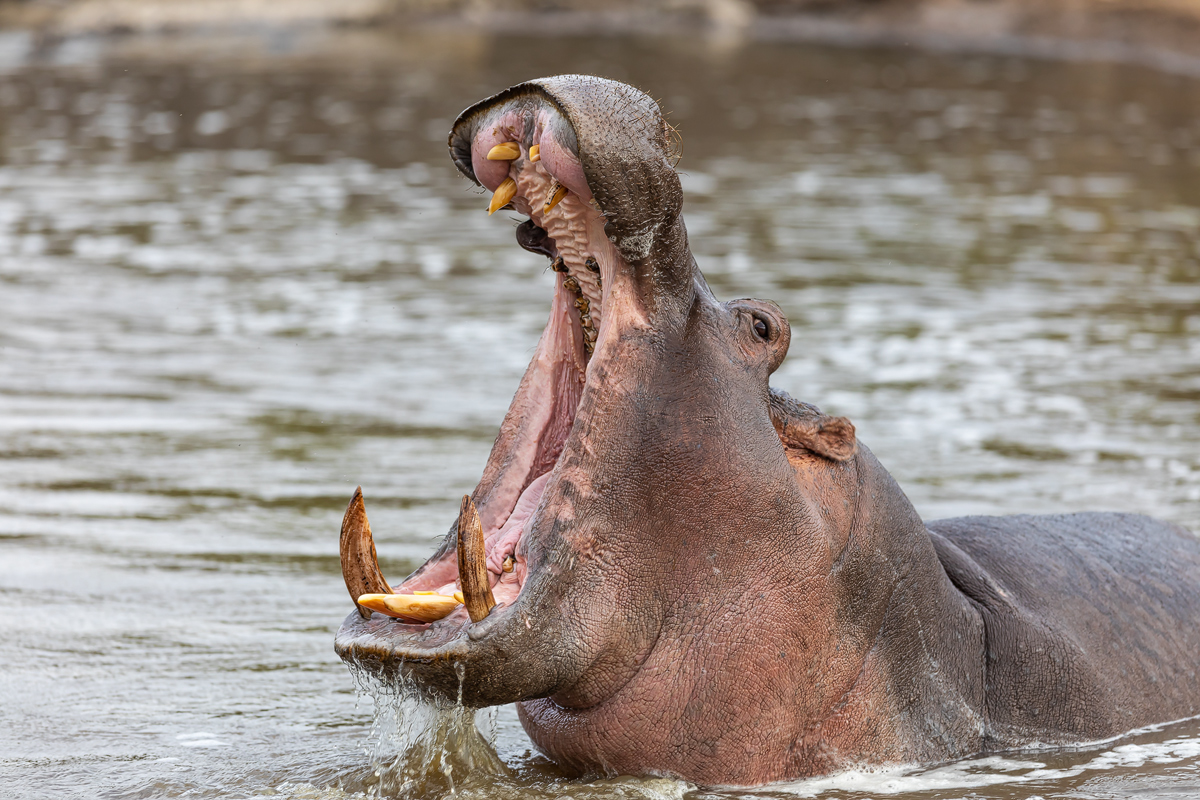 Flusspferd (Hippopotamus amphibius)_01LK1568.jpg