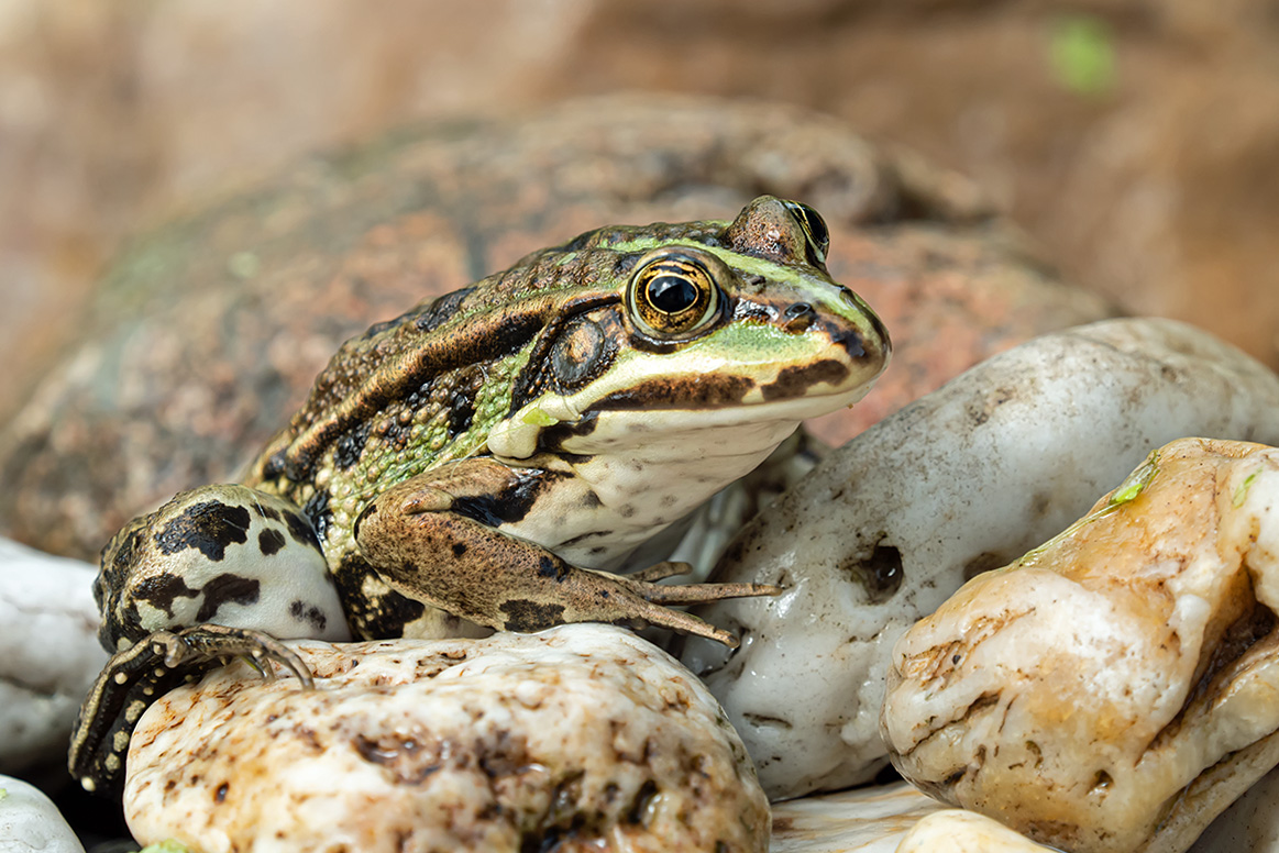 Teichfrosch1_1.jpg