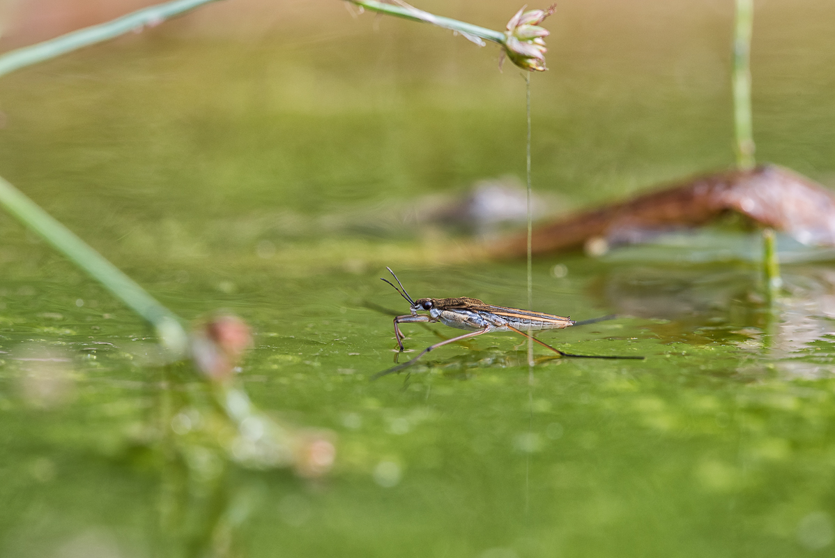 Wasserläufer-.jpg