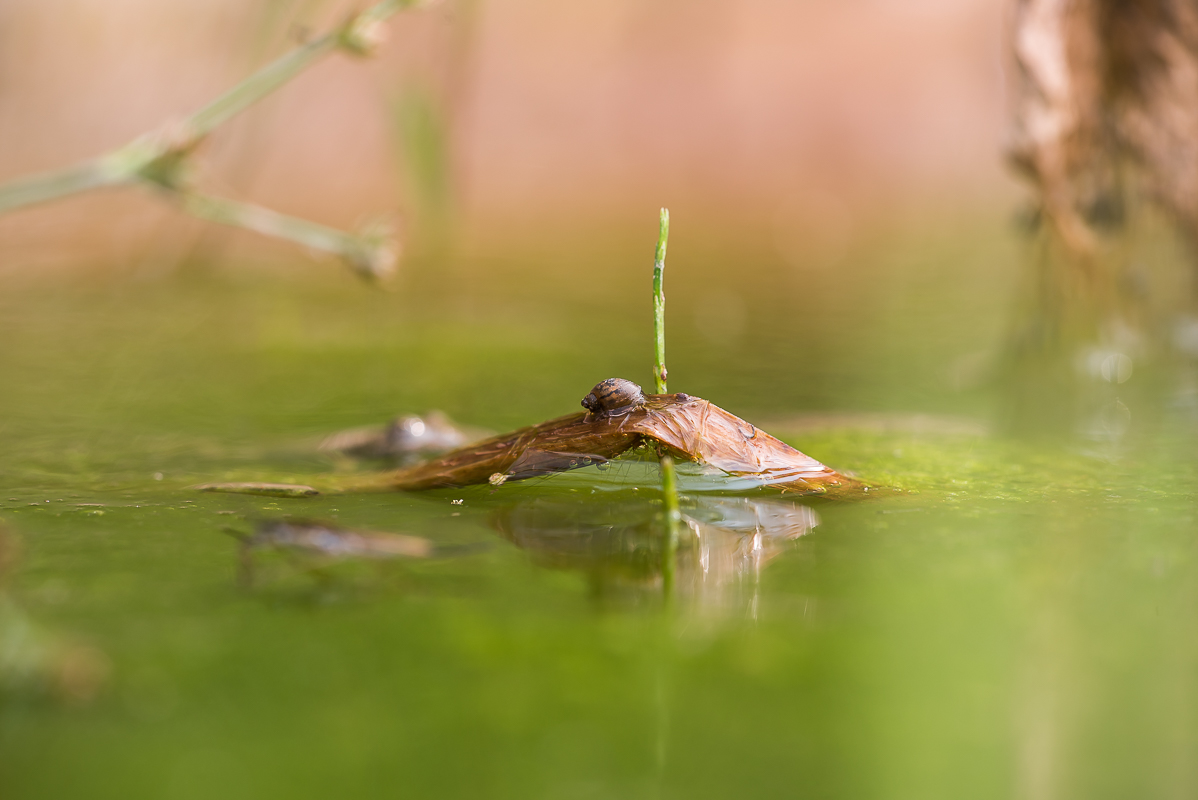 Wasserläufer-8719.jpg