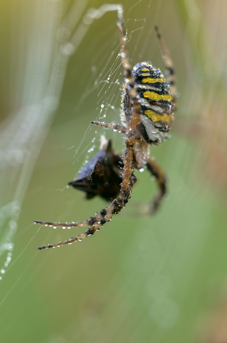 2021-09-03 10-08-35 (A,Radius8,Smoothing4).jpg