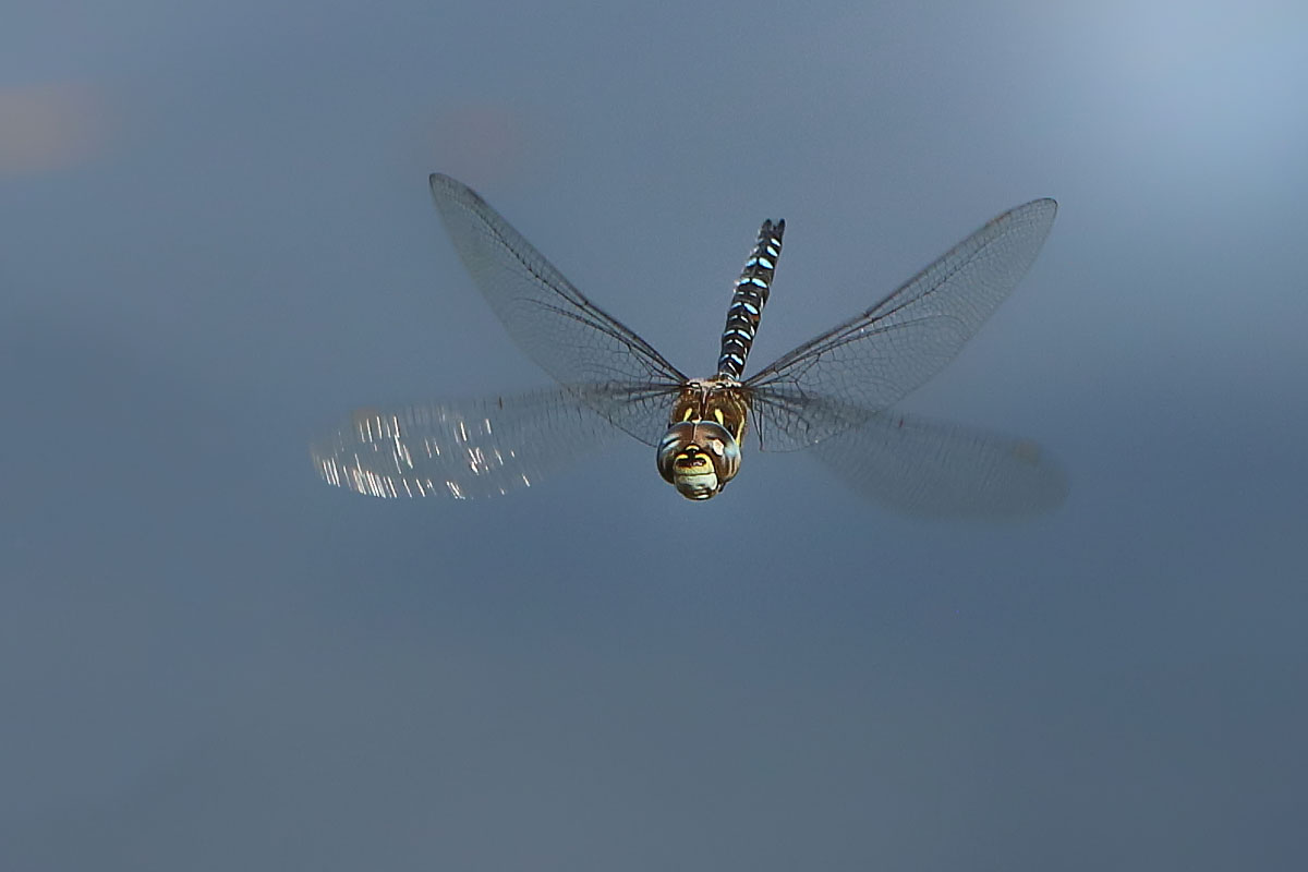 4 Aeshna mixta 6431--b--web.jpg
