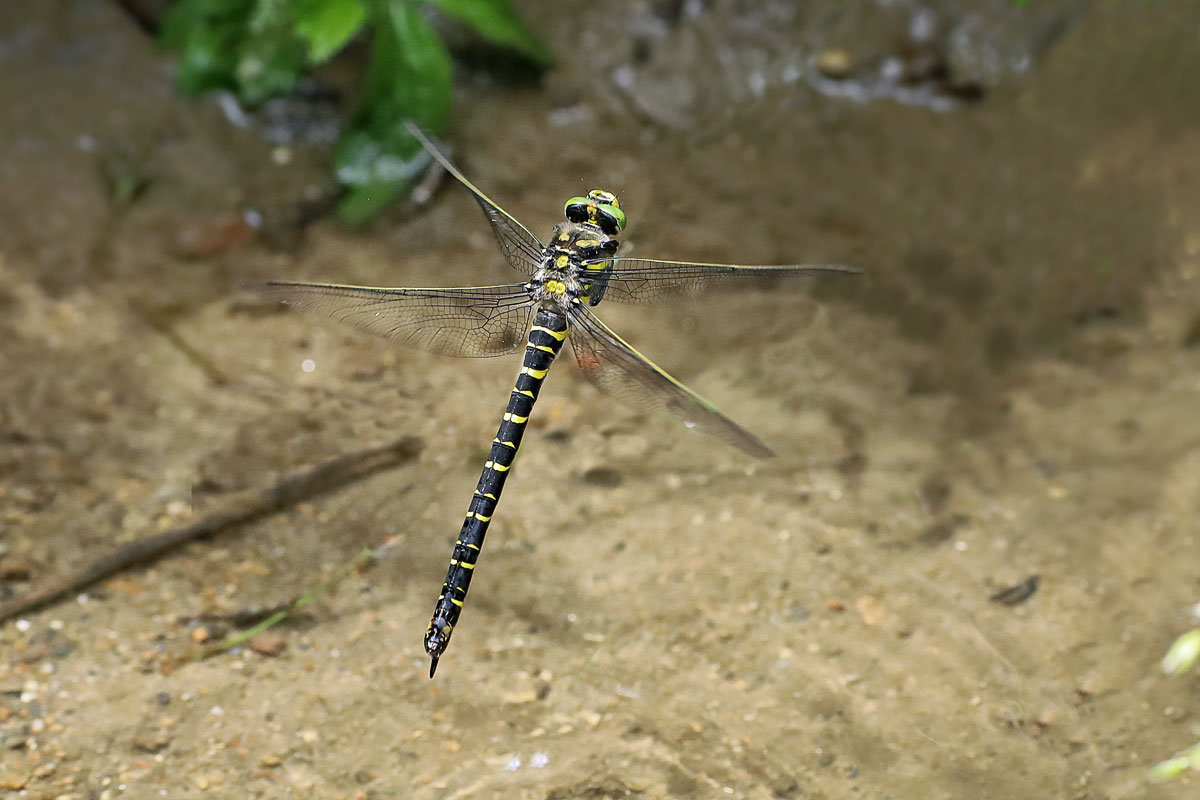 8 Cordulegaster-boltonii-9671 web.jpg