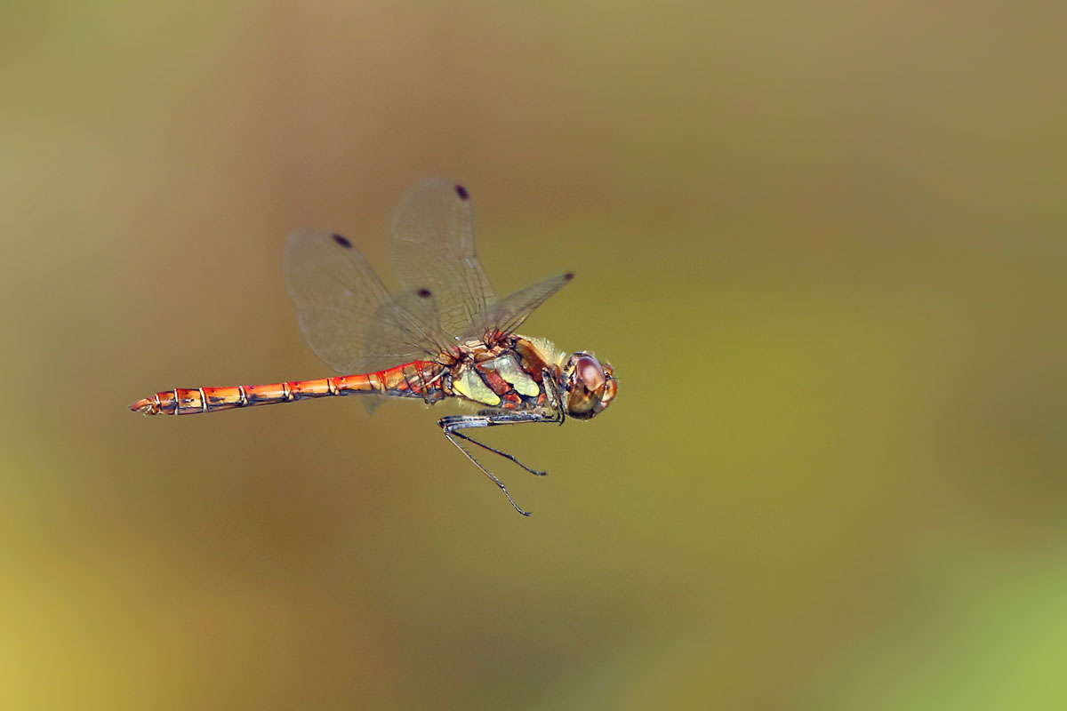 12 Sympetrum striolatum 5122 web.jpg