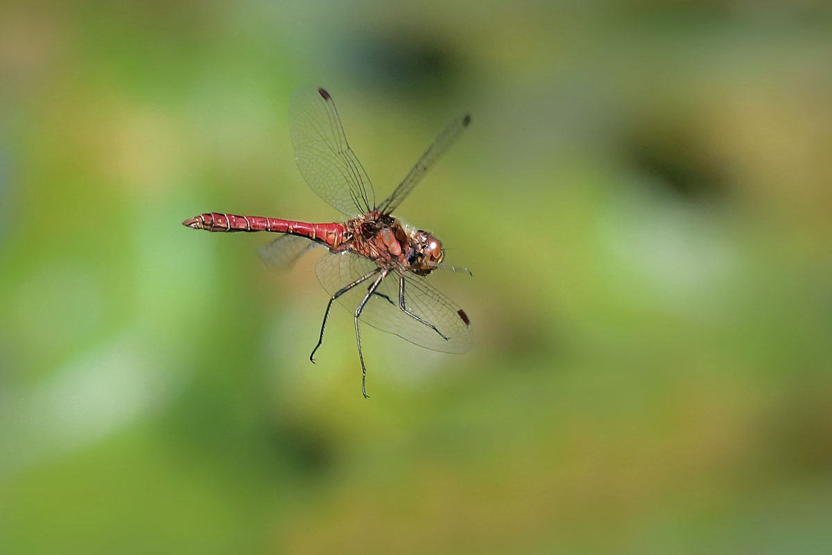 15 Sympetrum vulgatum 5170 web.jpg