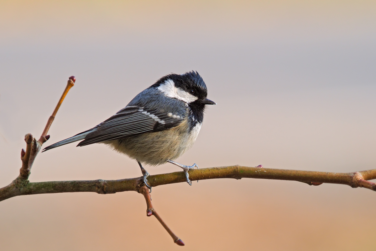 Parus-ater-OOG84004---Kopie.jpg