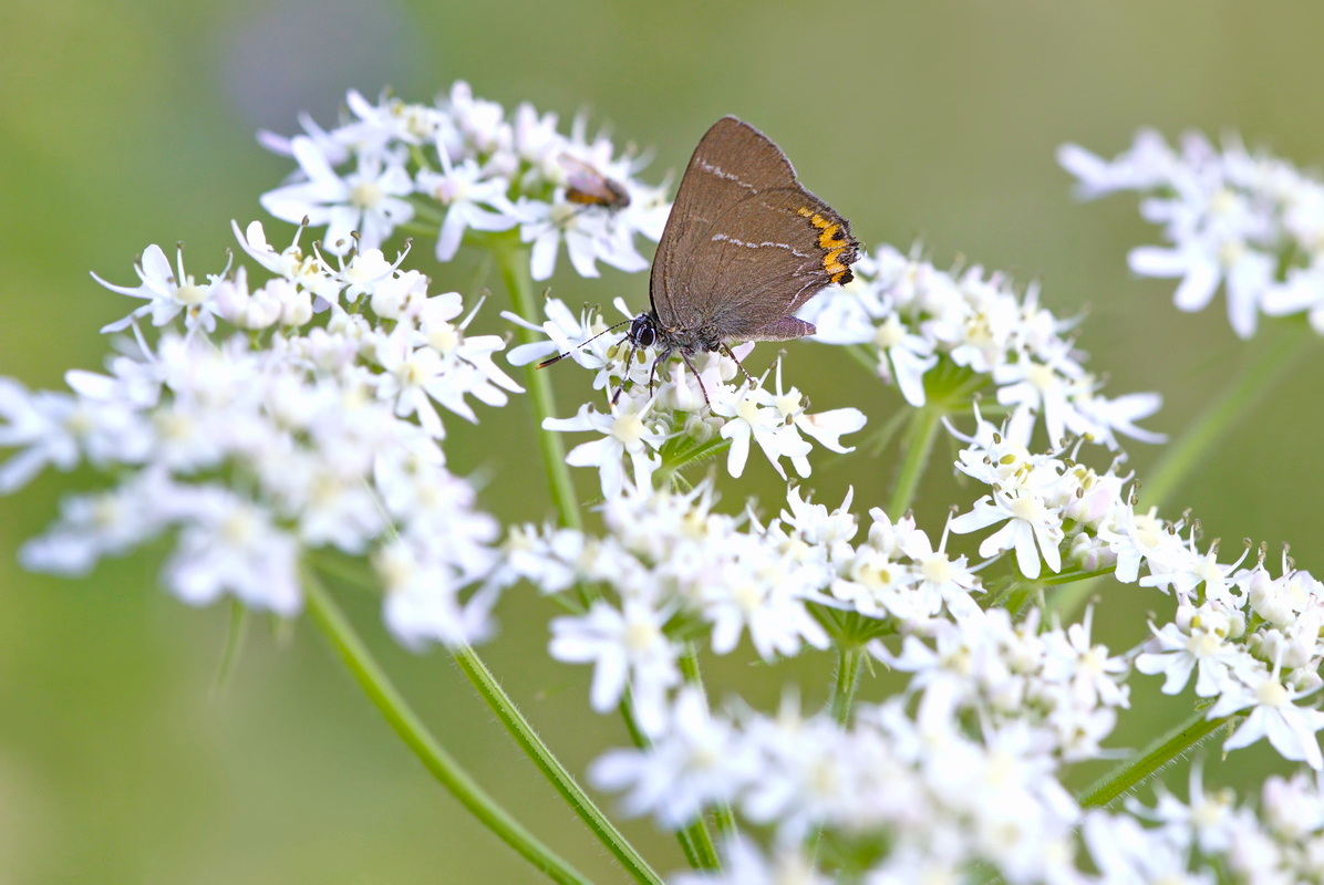 DSC01007 Wer bin ich... kl be.jpg