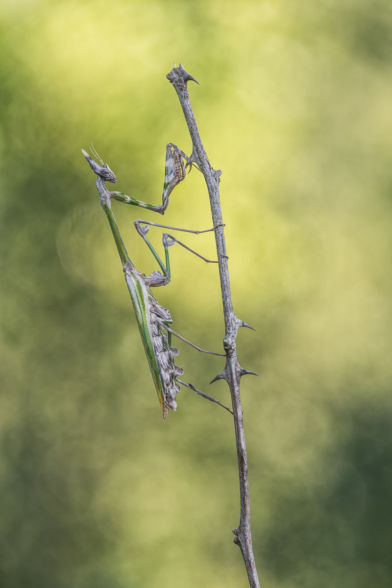 Empusa fasciata-.jpg