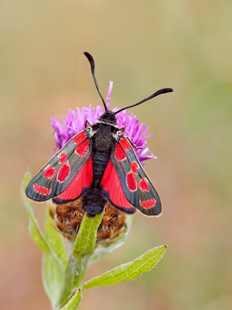 Zygaena-carniolica2-zogg8888_4---Kopie.jpg