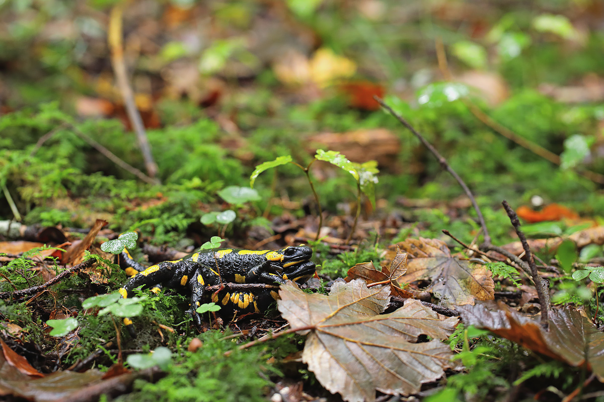 13-10-21_CR2_0119 Feuersalamander Paarung.jpg