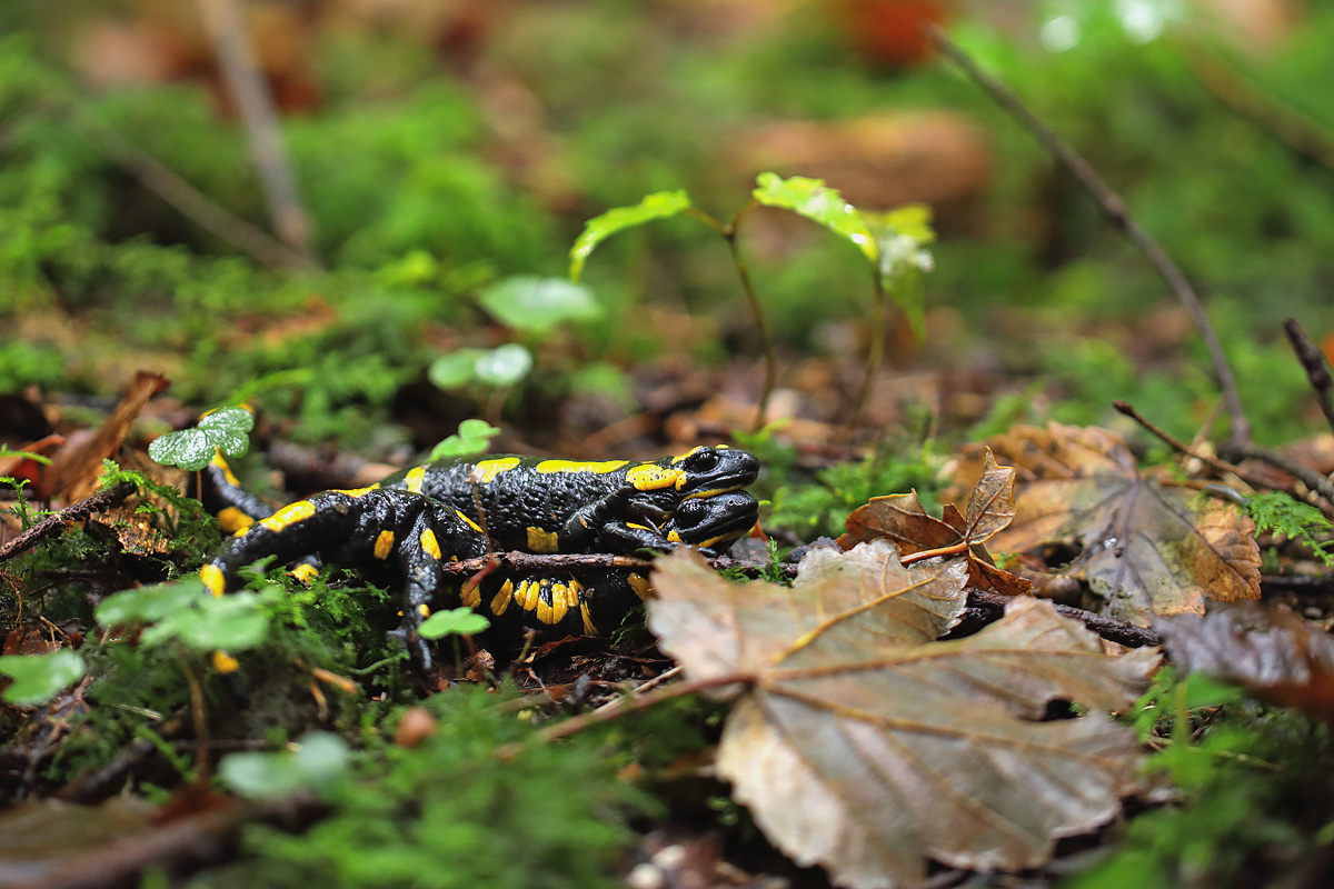 13-10-21_CR2_0122 Feuersalamander Paarung.jpg