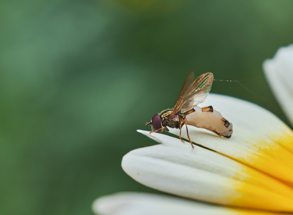 Fliegentöter 2.jpg