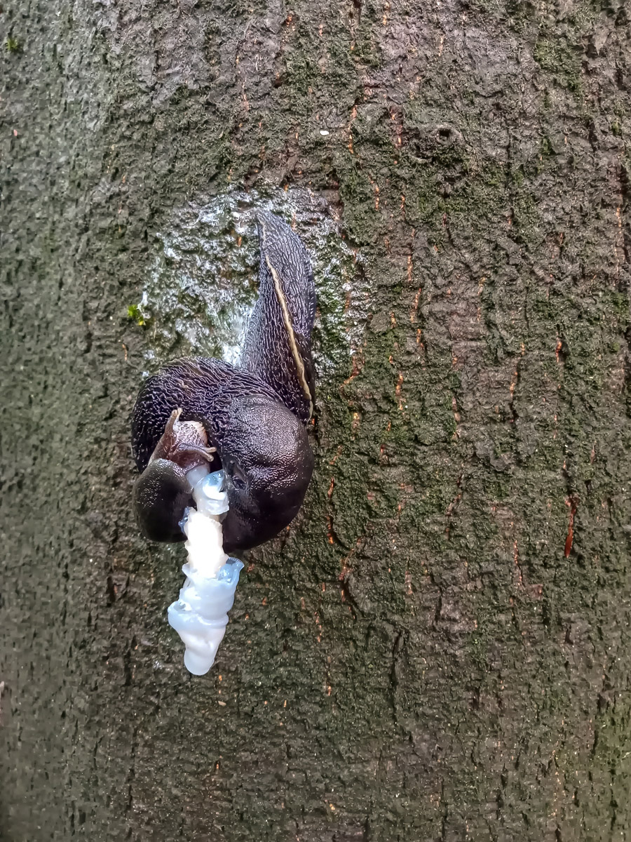 Nacktschneckenpaarung (2) Kopie.jpg