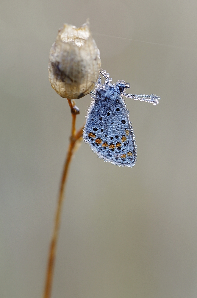 IMGP5261 plombieres a.JPG