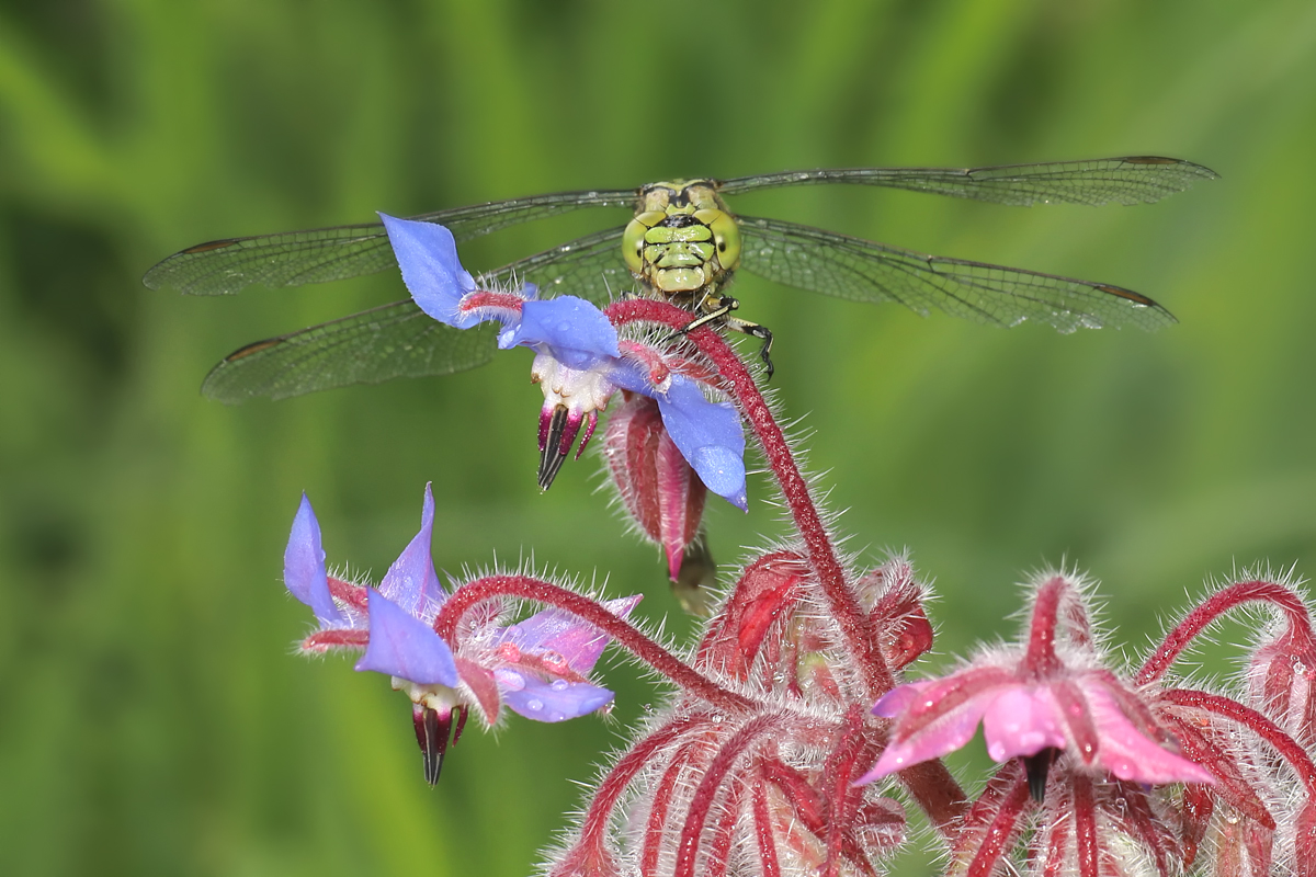 Ophiogomphus-cecilia 02.jpg