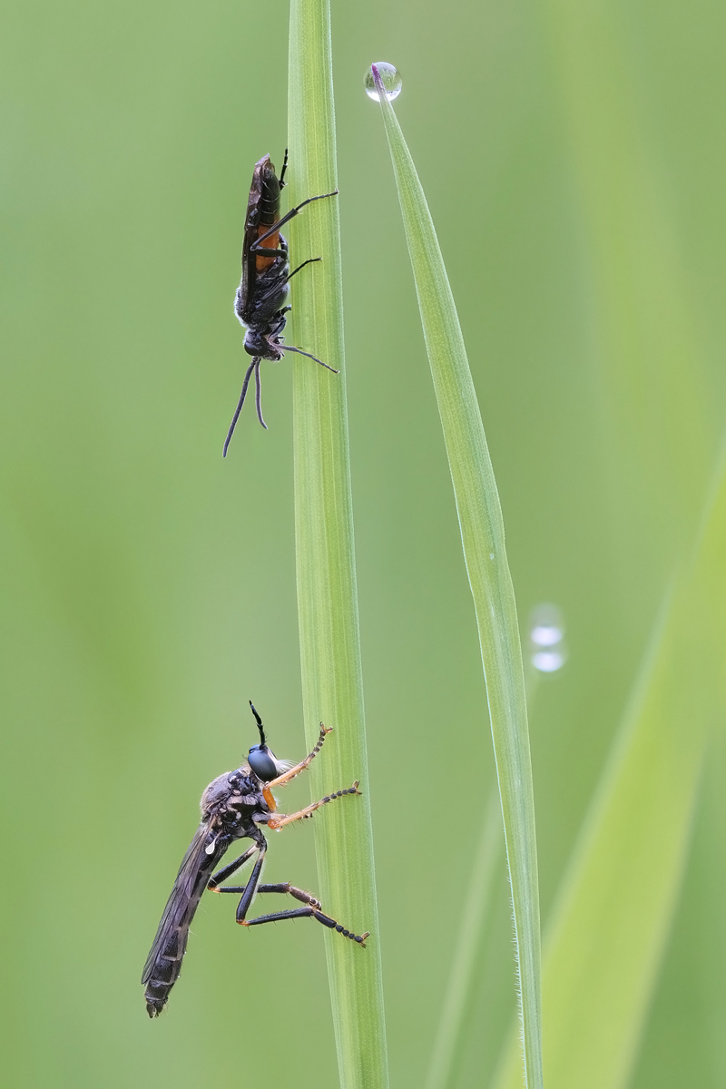 rf+wespe-stack-358310-37.jpg