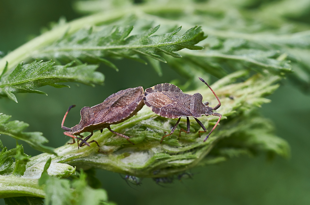 Enoplops scapha  Paarung.jpg