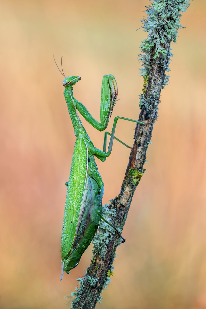 Mantis religiosa 2 MF. Kopie.jpg