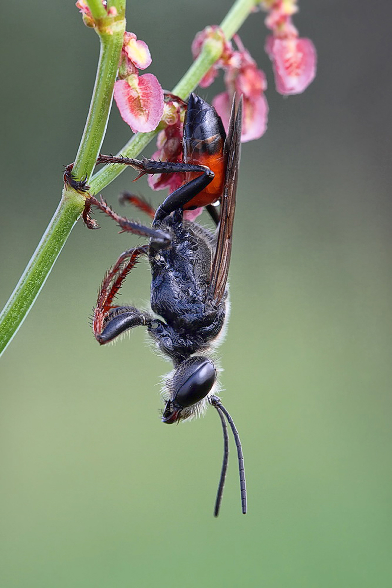 1    1 Sphex-rufocinctus-weib   - Kopie.jpg