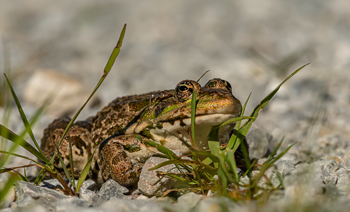 Frosch 7.jpg