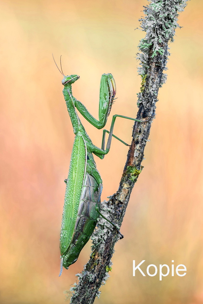 Mantis religiosa 2 MF. Kopie-Stefan-Kopie-Karin ents twk kl.jpg