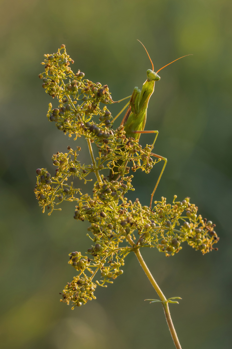 IMG_0074_SHARPEN projects DENOIS projects.jpg