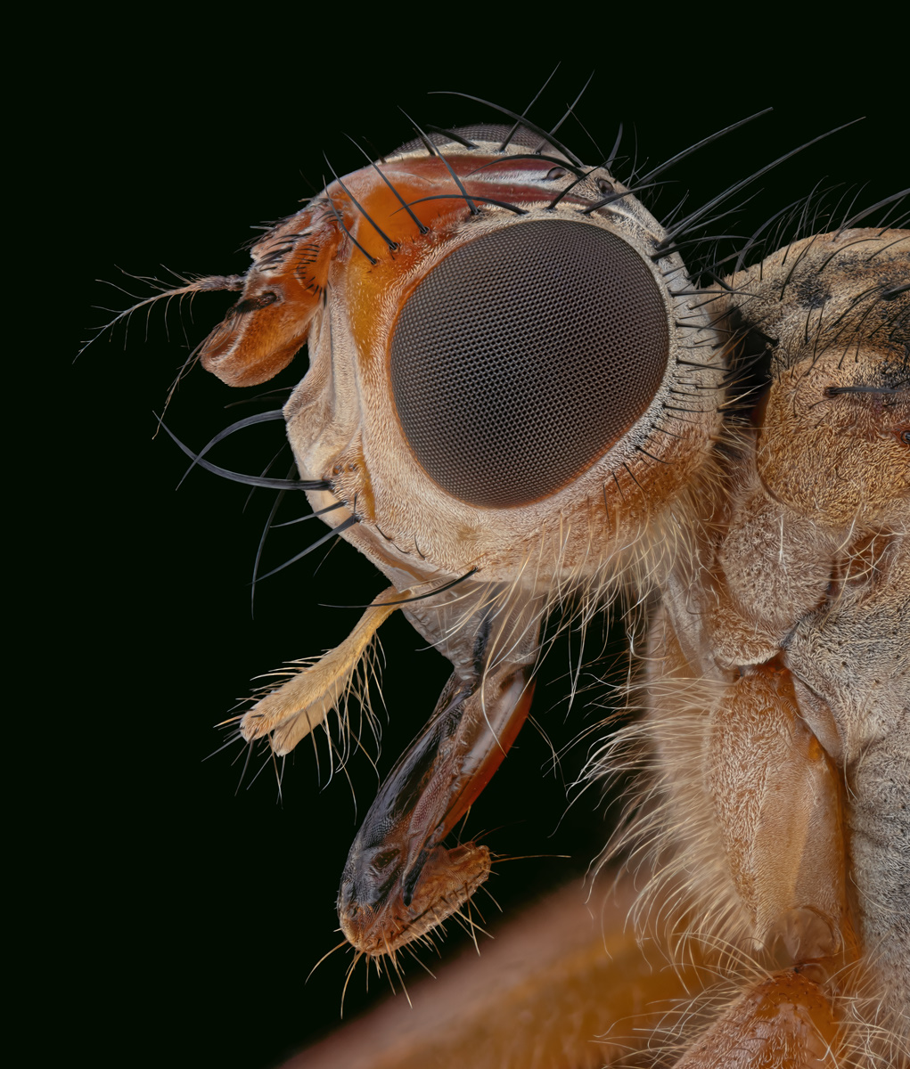 05341_D500_Laowa25_5zu1_BL3p4_Scathophaga_0p01.JPG