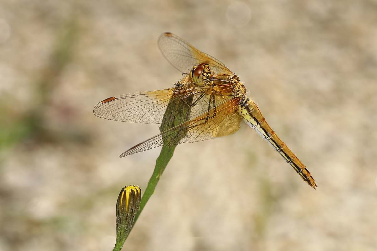 Sympetrum-flaveoweb-3913a   web.jpg