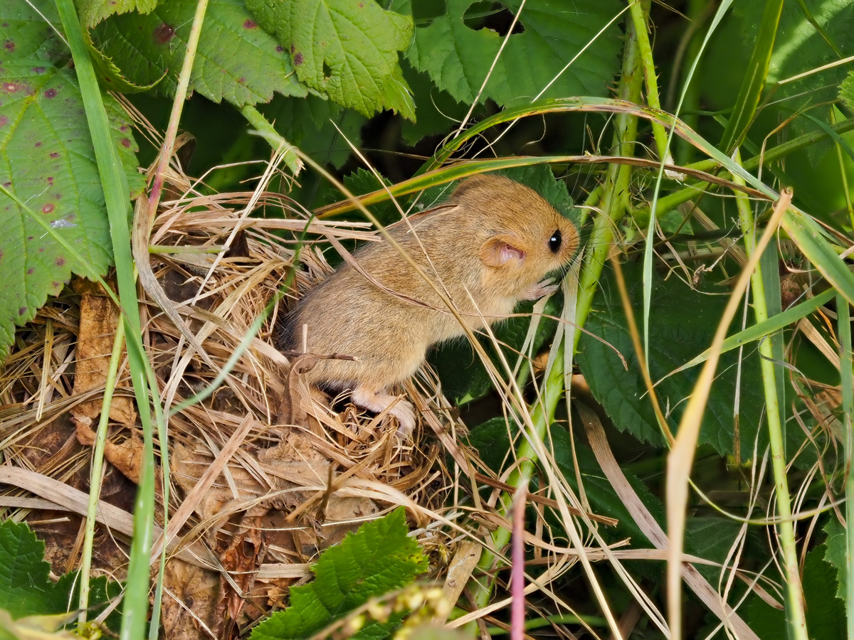 Haselmaus2-OGG23293---Kopie.jpg