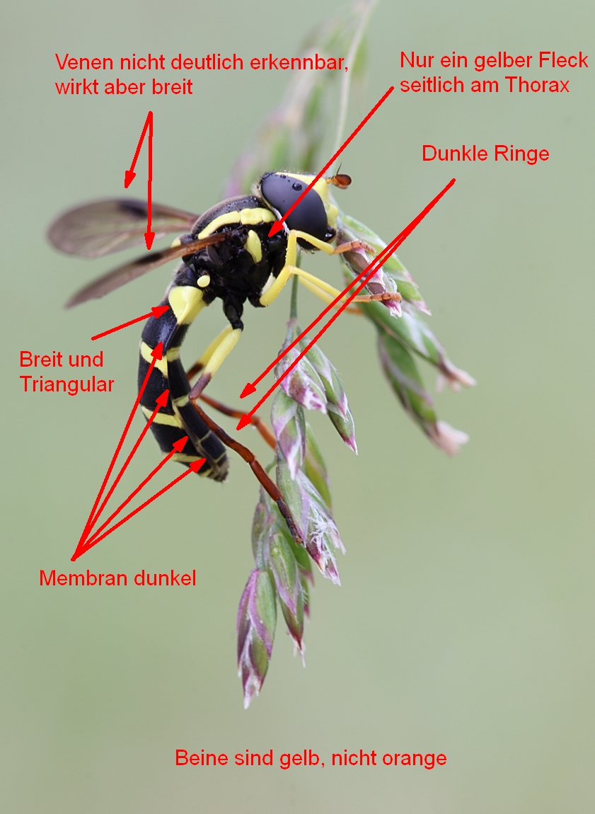 X. pedissequum_Bestimmungsmerkmale.jpg