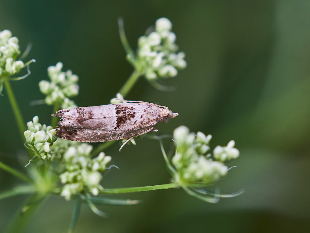 Epinotia ramella.jpg