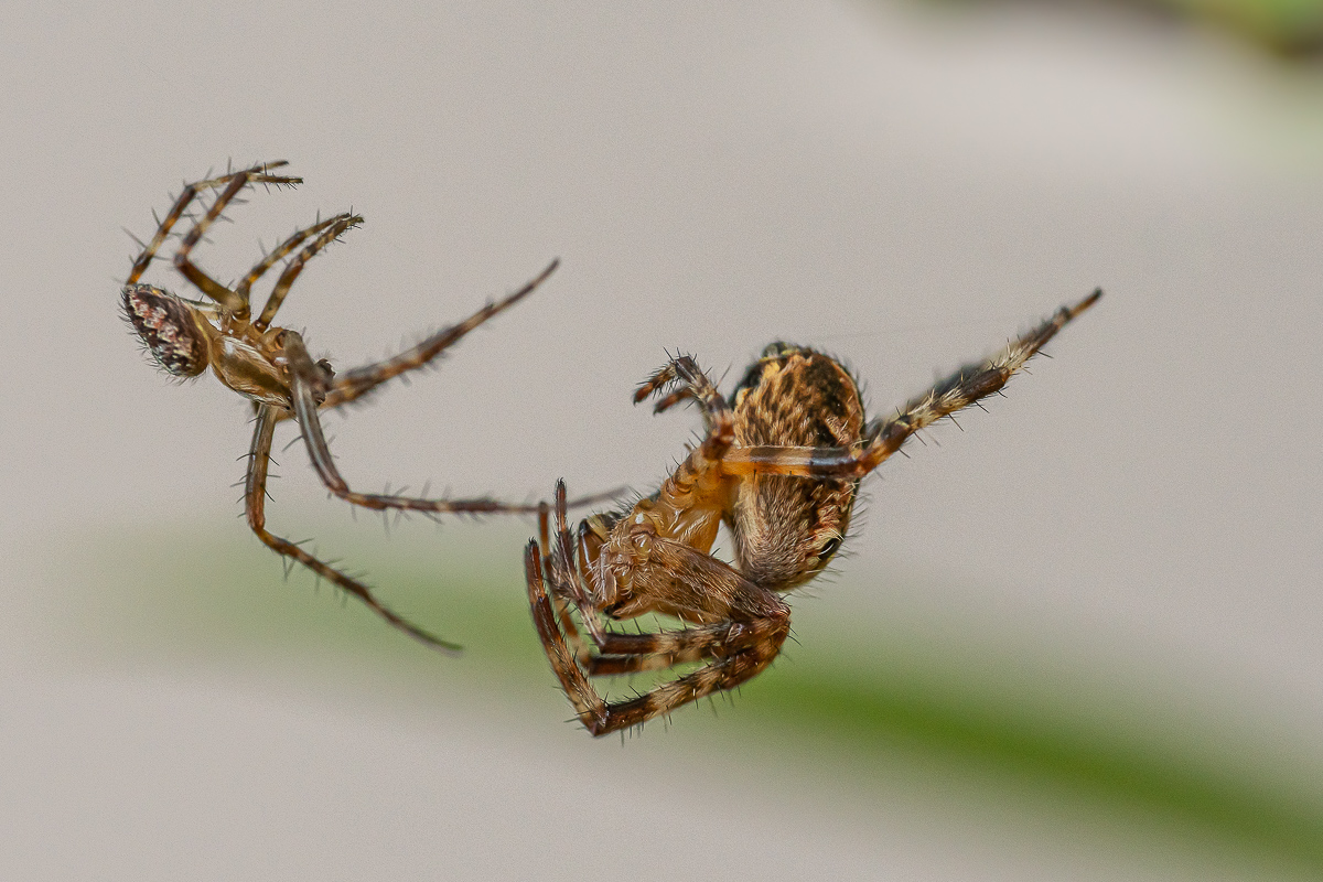Kreuzspinne Araneus diadematus 8.jpg