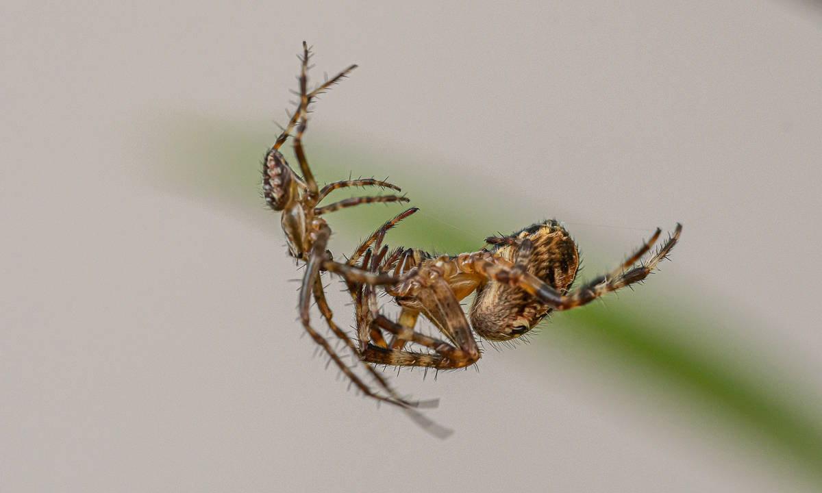 Kreuzspinne Araneus diadematus 13.jpg