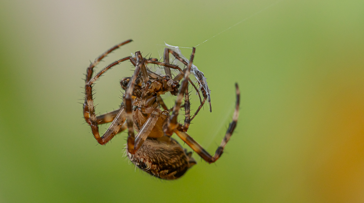 Kreuzspinne Araneus diadematus 22.jpg