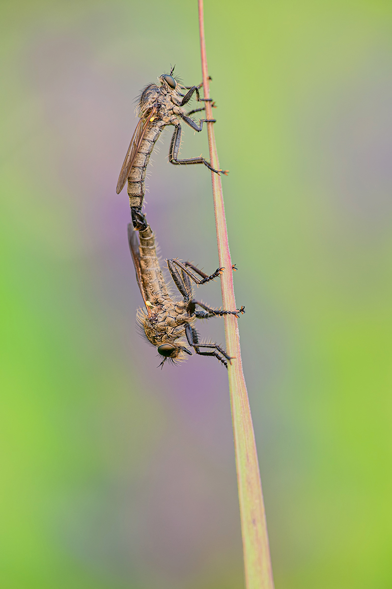 DSC_0219 Kopie.jpg
