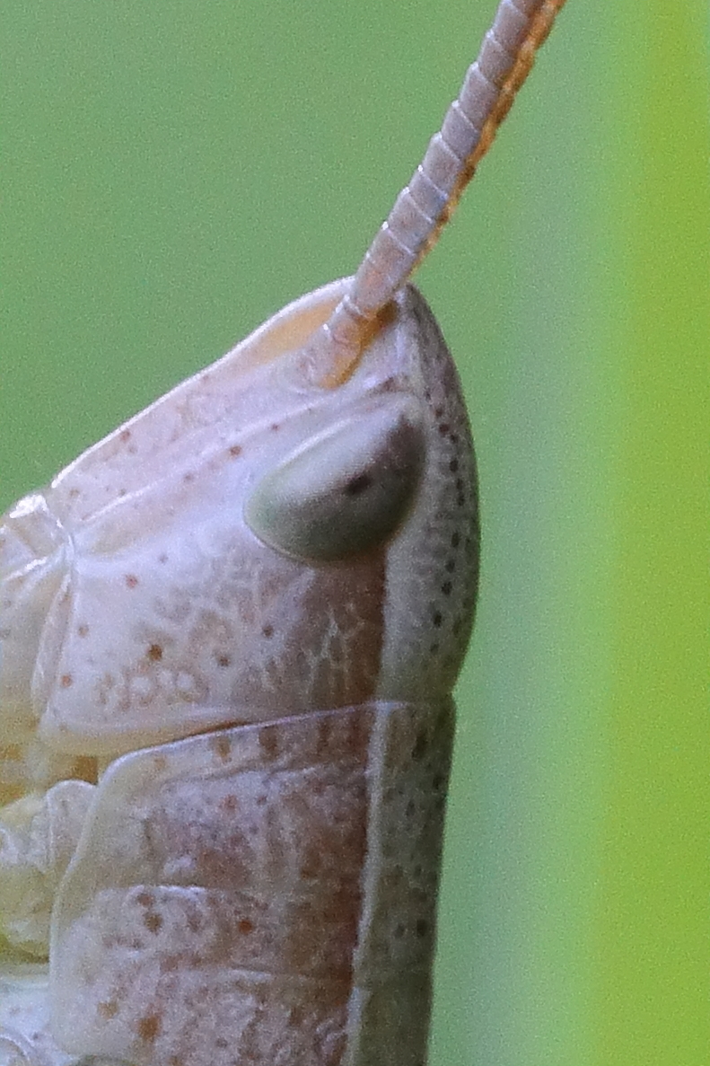 IMG_2947_rausschns.JPG