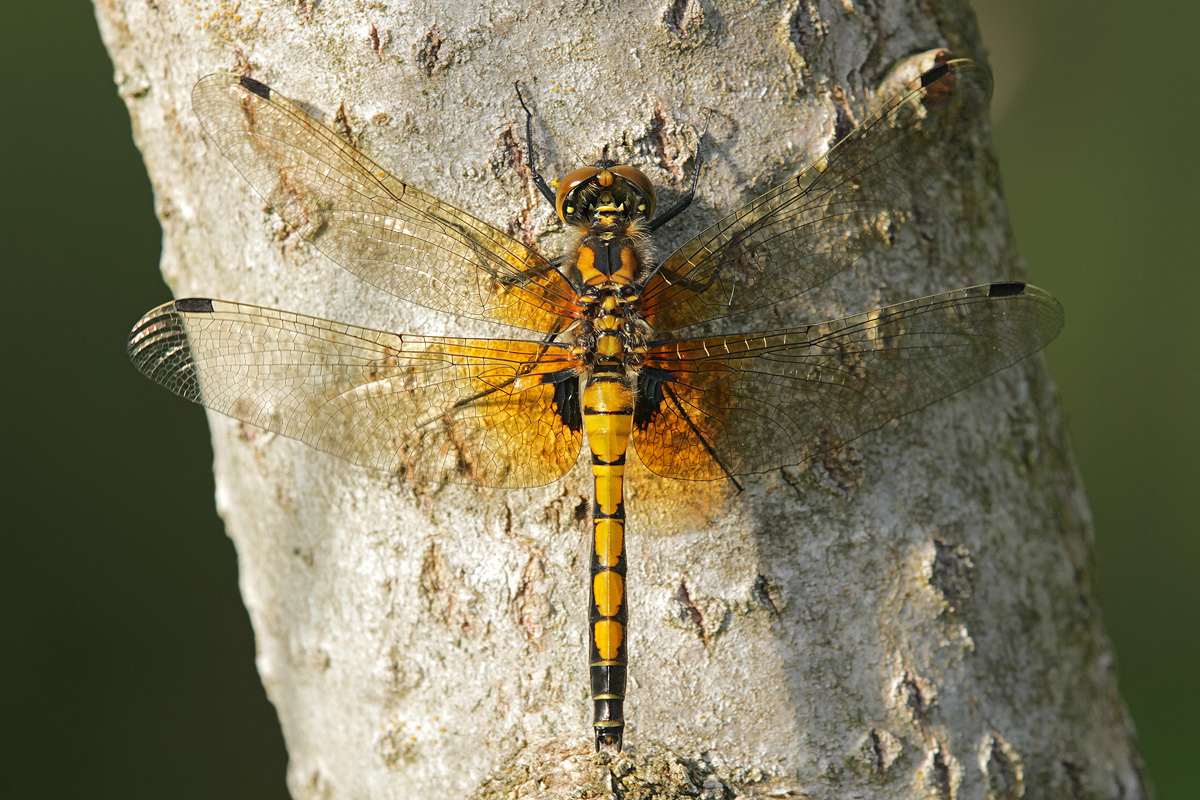 Leucorrhinia pectoralis_f_frisch_IMG_9147_1200a.jpg