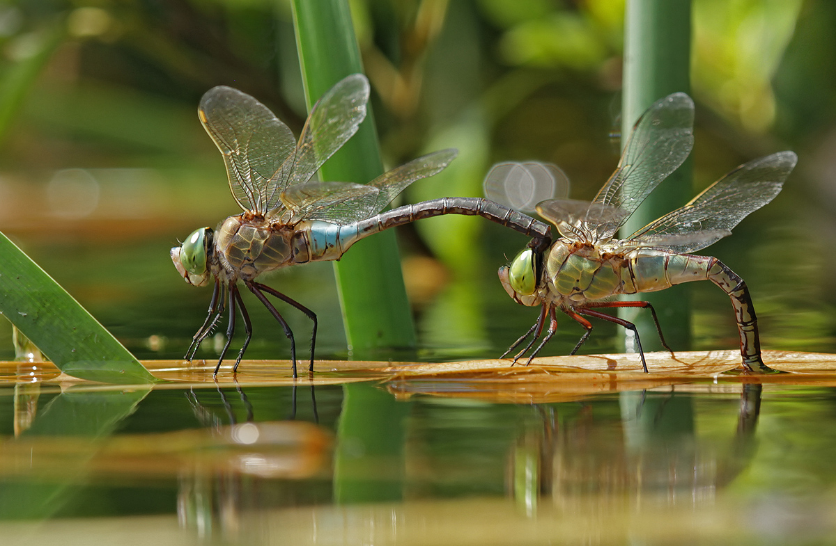 Anax parthenope_Tandem_Eiablage_IMG_4939_1200.jpg