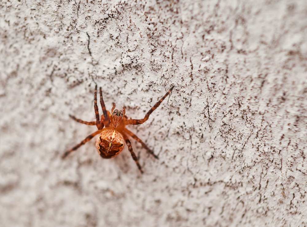 spinne 2.jpg