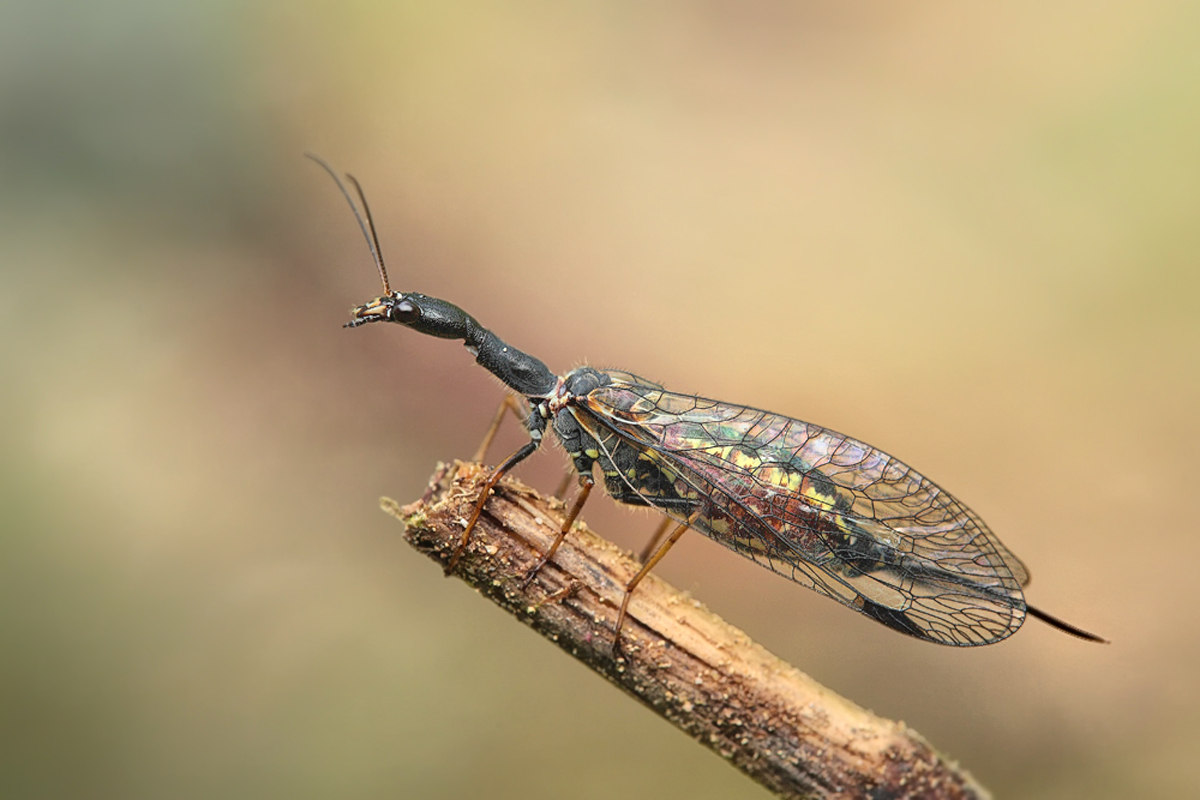 Phaeostigma-notata-Kamelhal.jpg