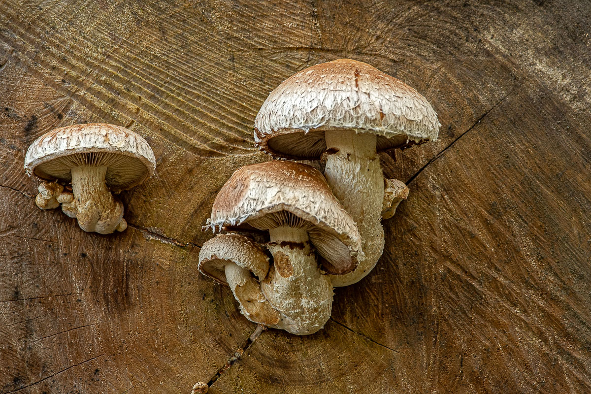 Pilz 10.jpg