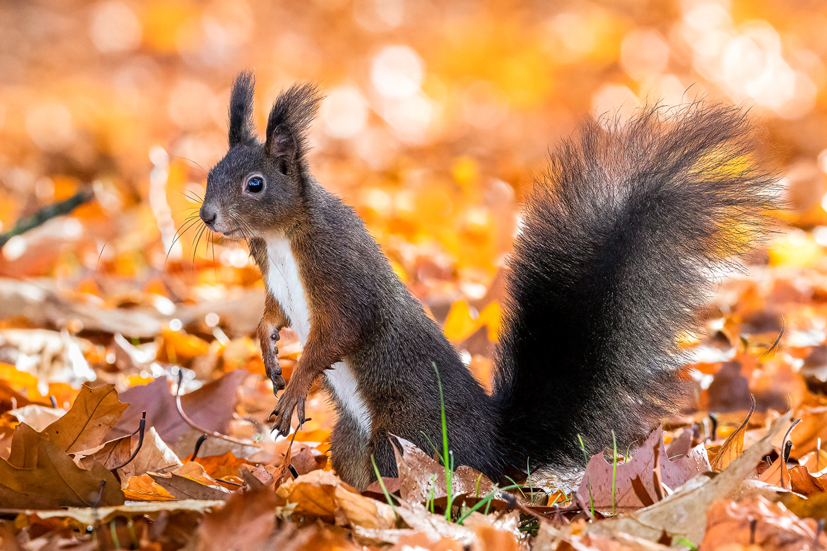 Eurasisches Eichhörnchen (Sciurus vulgaris)_03LK1642.jpg