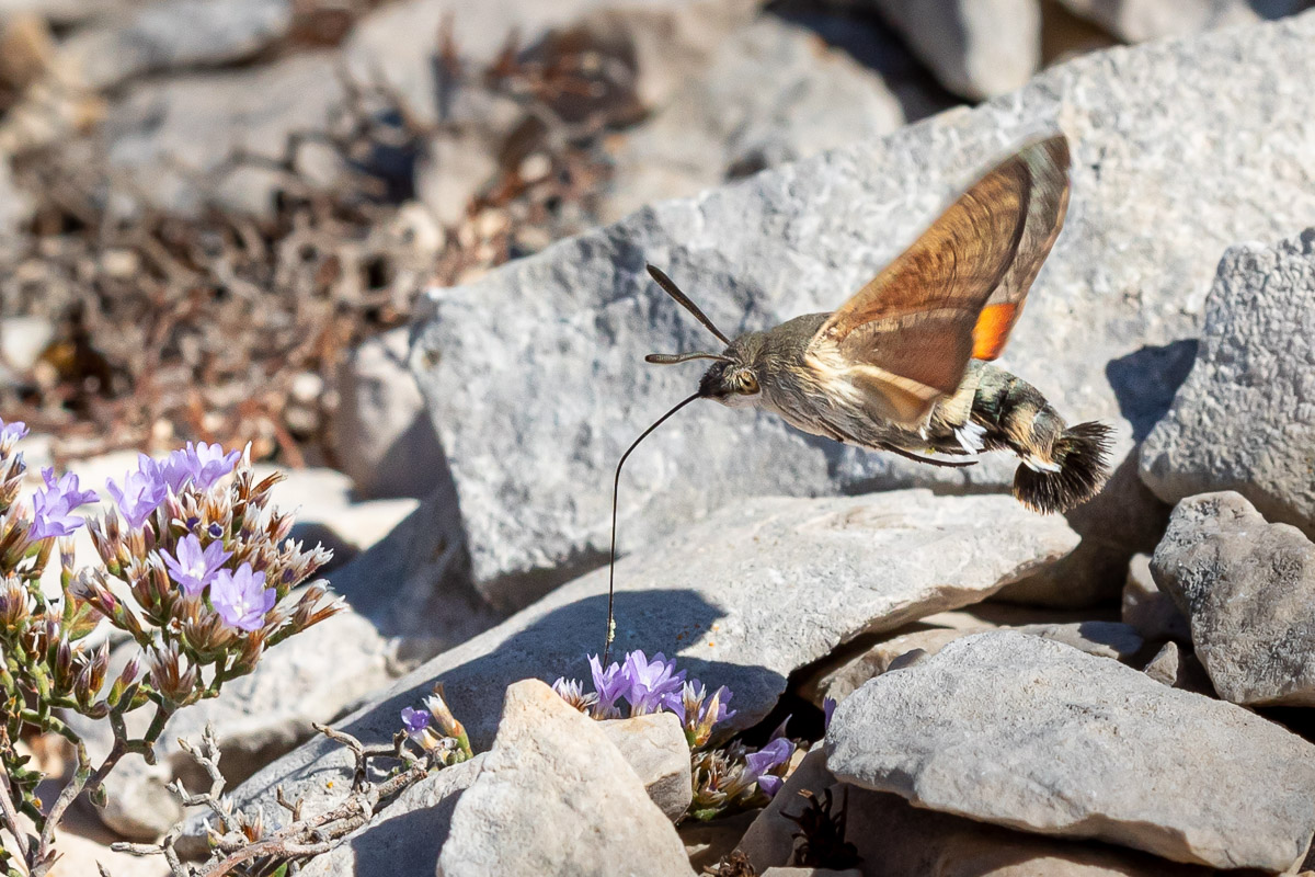 Taubenschwänzchen (Macroglossum stellatarum)_03LK0994.jpg