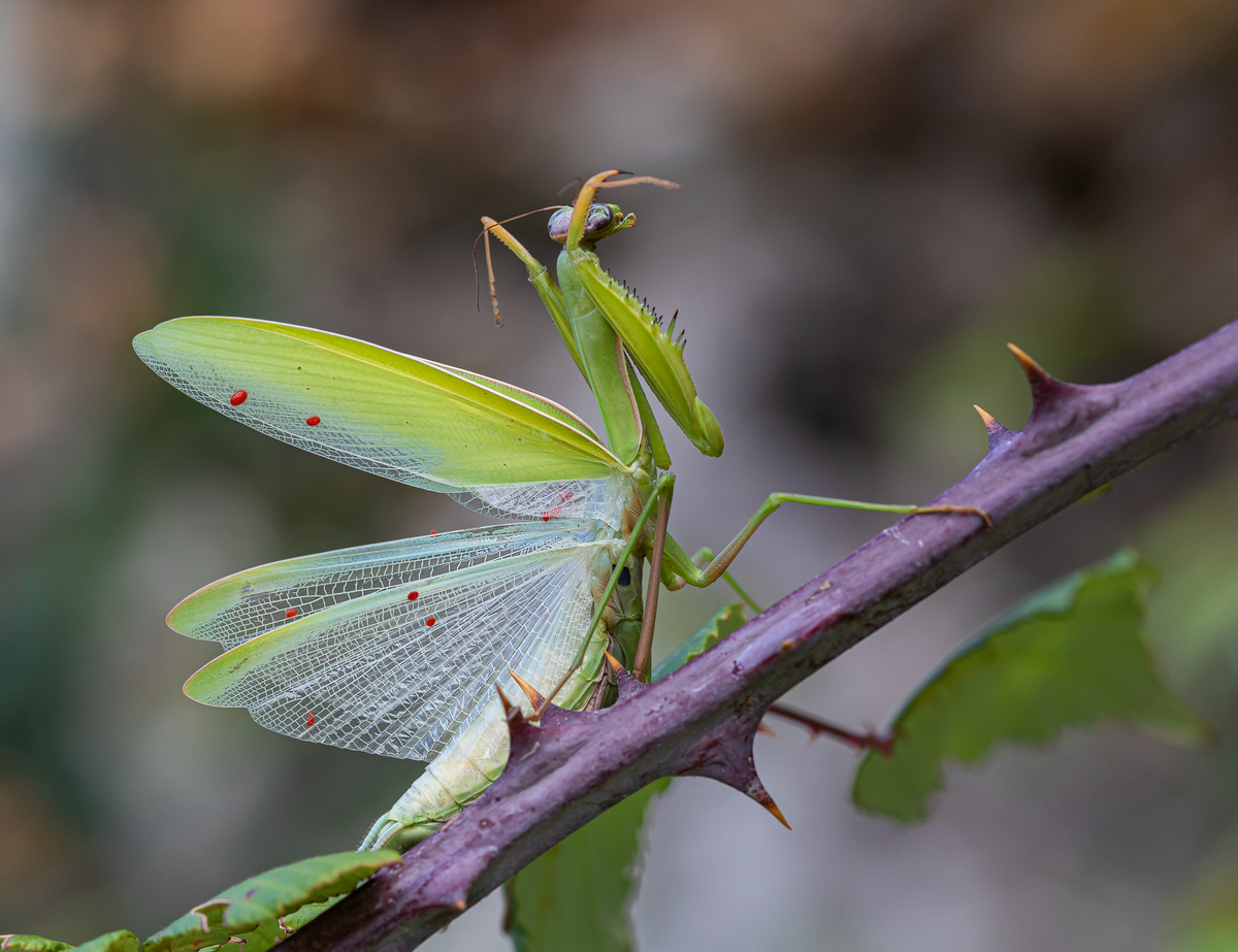 Europäische Gottesanbeterin (Mantis religiosa)_03LK0891.jpg