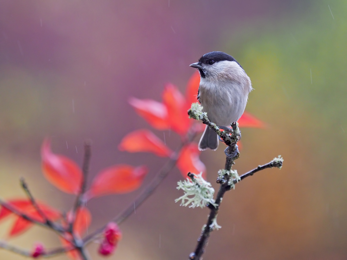 Parus-palustris-OGG38306---Kopie.jpg