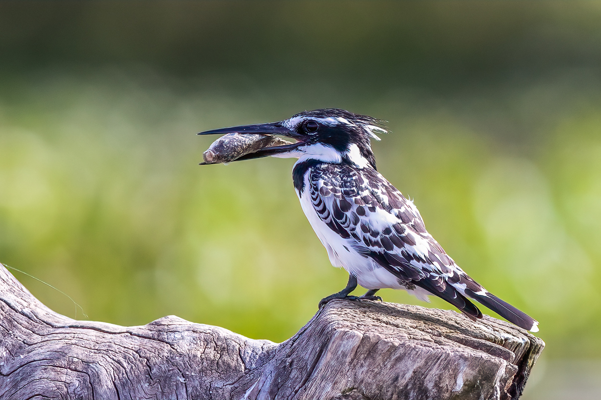 Graufischer (Ceryle rudis)_01LK2189.jpg