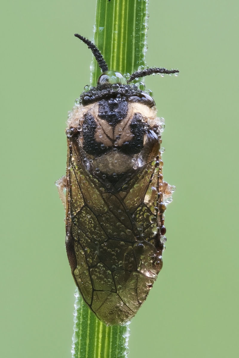 fliege-stack-413794-919.jpg