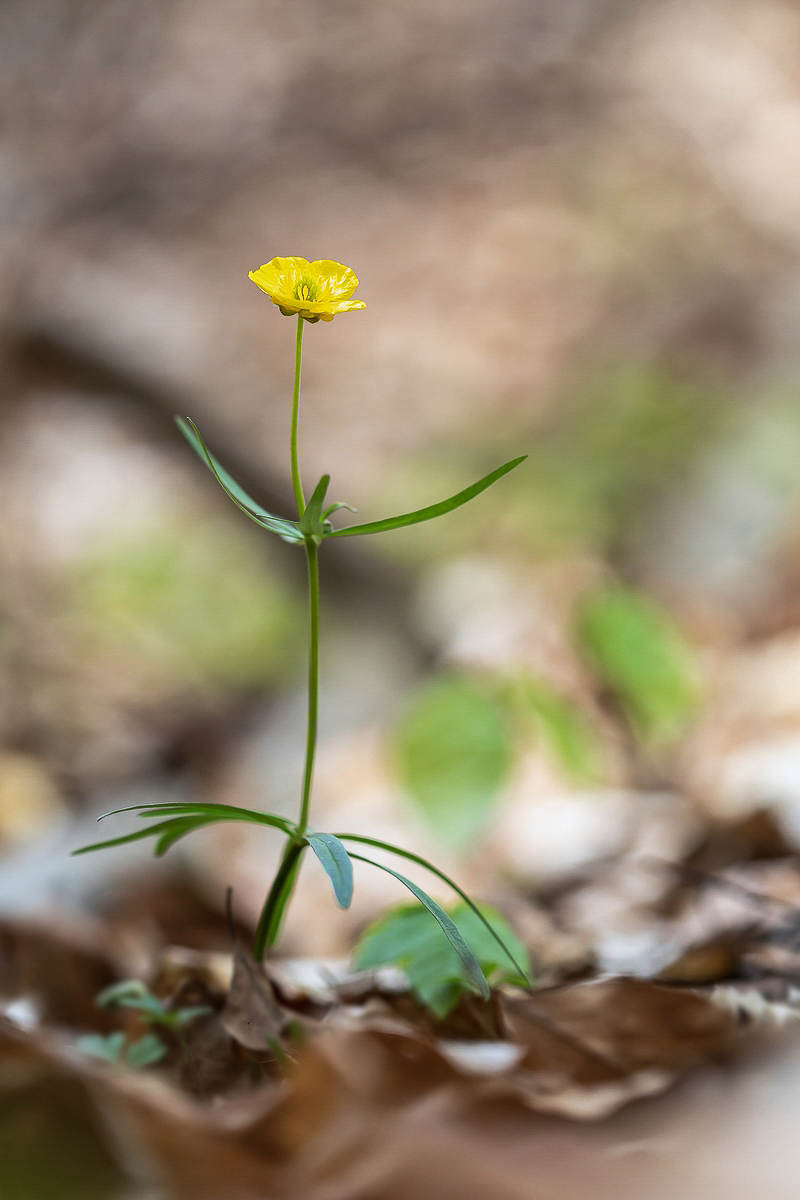 Ranunculus auricomus (1) Makro.jpg