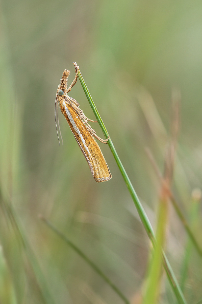 Agriphila tristella Gestreifter Graszünsler; Crambidae Insekt Original (1) Makro.jpg