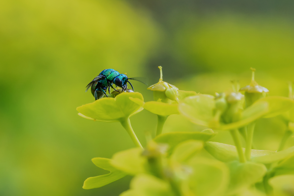 Goldwespe; Chrysididae Insekt (2)-1-2.jpg